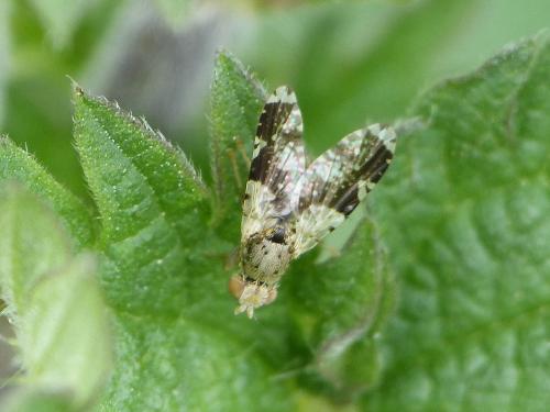 Réf. 197 073 : Tephritis formosa
